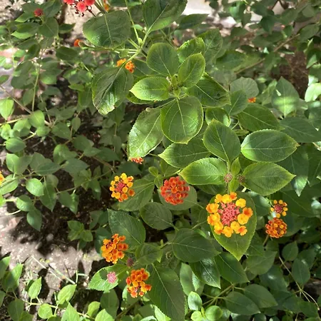 Apartmán Il Giardino Segreto *